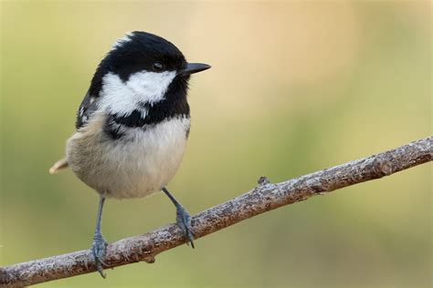 cole tits|Coal Tit